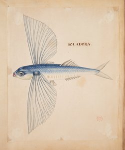 Boladora