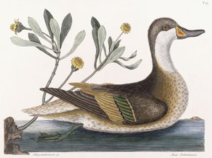 Chrysant &c door Mark Catesby