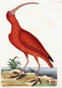 Wulp, Numenius