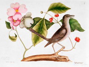 Kornoelje: Cornus florida, en Spotvogel uit de Natural History of Carolina (1730-48)