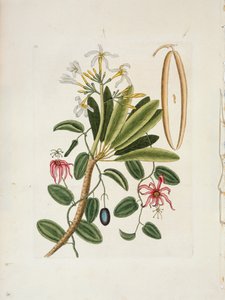 Plumeria obtusa L. Singapore Frangipani door Mark Catesby