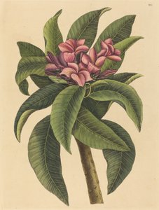 Rode Frangipanni Plumeria rubra, gepubliceerd 1731-1743 door Mark Catesby