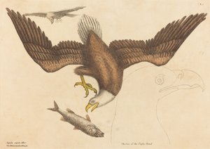 De Amerikaanse Zeearend Falco leucocephalus door Mark Catesby