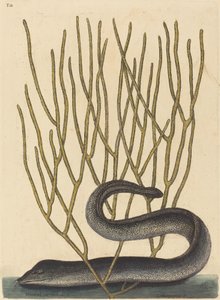De Zwarte Muray (Muraenae helenae varietas)