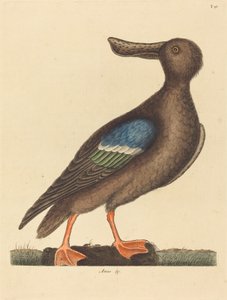De blauwe vleugelscholver door Mark Catesby