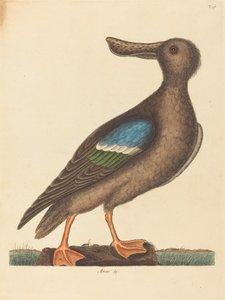 De Blauwvleugelige Slobeend Anas clypeata foemina, gepubliceerd 1754 door Mark Catesby