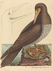 De Domoor Pelecanus Sula, gepubliceerd 1731-1743