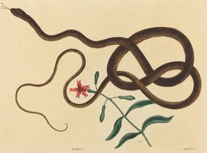 De Koetszweepslang (Coluber flagellum)