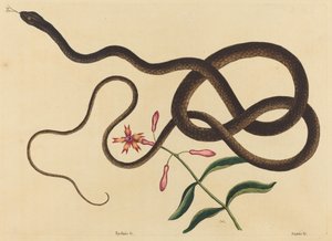 De Koetszweepslang (Coluber flagellum)