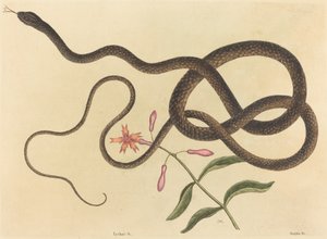 De Koetszweepslang Coluber flagellum