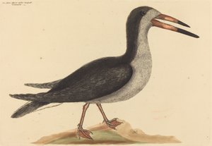 De Cutwater Rhynchops nigra, gepubliceerd 1731-1743 door Mark Catesby