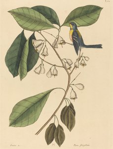 De Vinkenkruiper (Parus americanus)