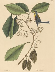 De Vinkenkruiper Parus americanus, gepubliceerd 1731-1743 door Mark Catesby