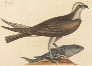 De Visarend Falco haliaetus, gepubliceerd 1754 door Mark Catesby