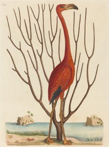 De Flamingo Phoenicopterus ruber, gepubliceerd 1731-1743