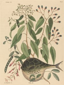 De kogelvis Tetrodon lagocephalus, gepubliceerd 1731-1743