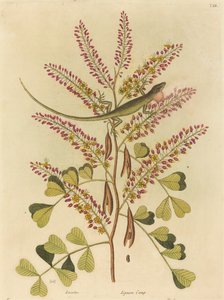 De groene hagedis van Jamaica door Mark Catesby