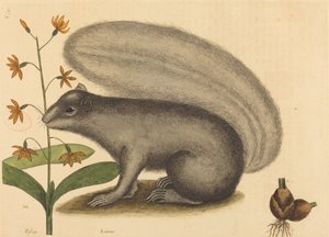 De Grijze Vosseneekhoorn (Sciurus cinereus) door Mark Catesby