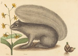 De Grijze Vosseneekhoorn (Sciurus cinereus) door Mark Catesby