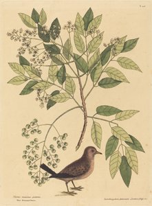 De Grondduif Columba passerina, gepubliceerd 1731-1743 door Mark Catesby