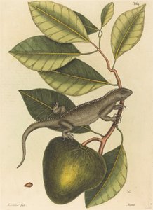 De leguaan (Lacerta Iguana)
