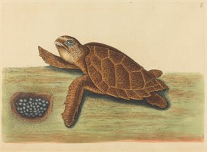 De karetschildpad Testudo caretta, gepubliceerd 1731-1743 door Mark Catesby