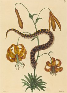 De varkensneusslang door Mark Catesby