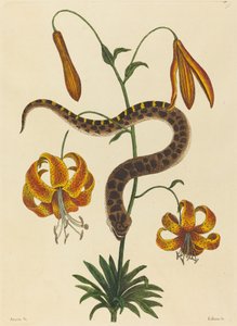 De varkensneusslang (Boa contortrix)