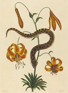 De varkensneusslang Boa contortrix, gepubliceerd 1731-1743 door Mark Catesby