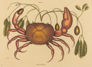 De landkrab Cancer ruricola, gepubliceerd 1731-1743 door Mark Catesby