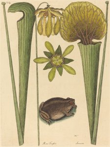 De landkikker Rana, gepubliceerd 1731-1743 door Mark Catesby