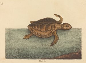 De Loggerhead Schildpad Testudo Cavanna, gepubliceerd 1731-1743 door Mark Catesby