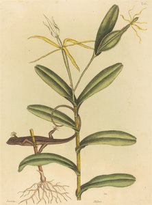 De Lyon Hagedis (Lacerta 6-lineata) door Mark Catesby