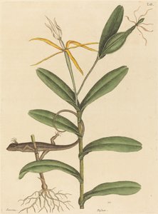 De Lyon Hagedis (Lacerta 6-lineata)