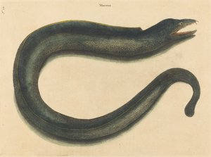De Muray Muraena helena, gepubliceerd 1731-1743