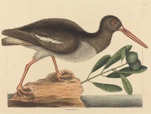 De Scholekster Hoematopus ostralegus, gepubliceerd 1731-1743 door Mark Catesby