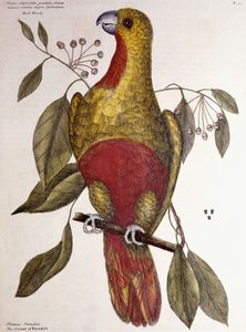 De Paradijsvogel, 1771 door Mark Catesby