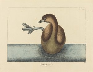 De Dikbekfuut (Colymbus podiceps) door Mark Catesby