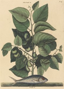 De Pilchard Argentina carolina, gepubliceerd 1731-1743 door Mark Catesby