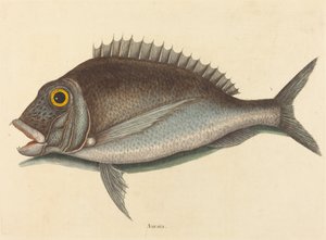 De Porgy Sparus chrysops, gepubliceerd 1754