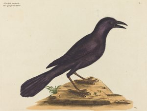 De Paarse Kauw door Mark Catesby