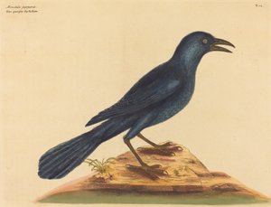 De paarse kauw Gracula Quiscula, gepubliceerd 1731-1743 door Mark Catesby