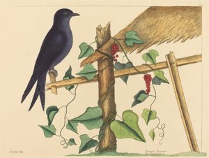 De Paarse Martin (Hirundo purpurea) door Mark Catesby