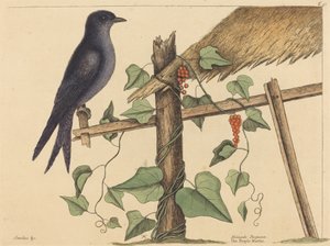 De paarse martin (Hirundo purpurea)