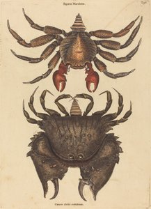 De Roodgevlekte Rotskrab (Cancer grapsus) door Mark Catesby
