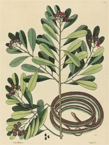 De Lintslang door Mark Catesby