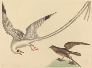 De Rijstvogel Emberiza oryzivora, gepubliceerd 1731-1743 door Mark Catesby