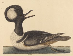 De rondkuif eend (Mergus cucullatus) door Mark Catesby
