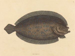De tong Pleuronectes lunatus door Mark Catesby