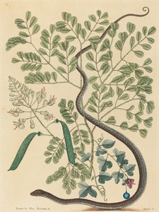 De Gevlekte Lintslang Coluber nebulosus door Mark Catesby